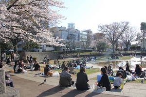 hanami 001amanuma.jpg